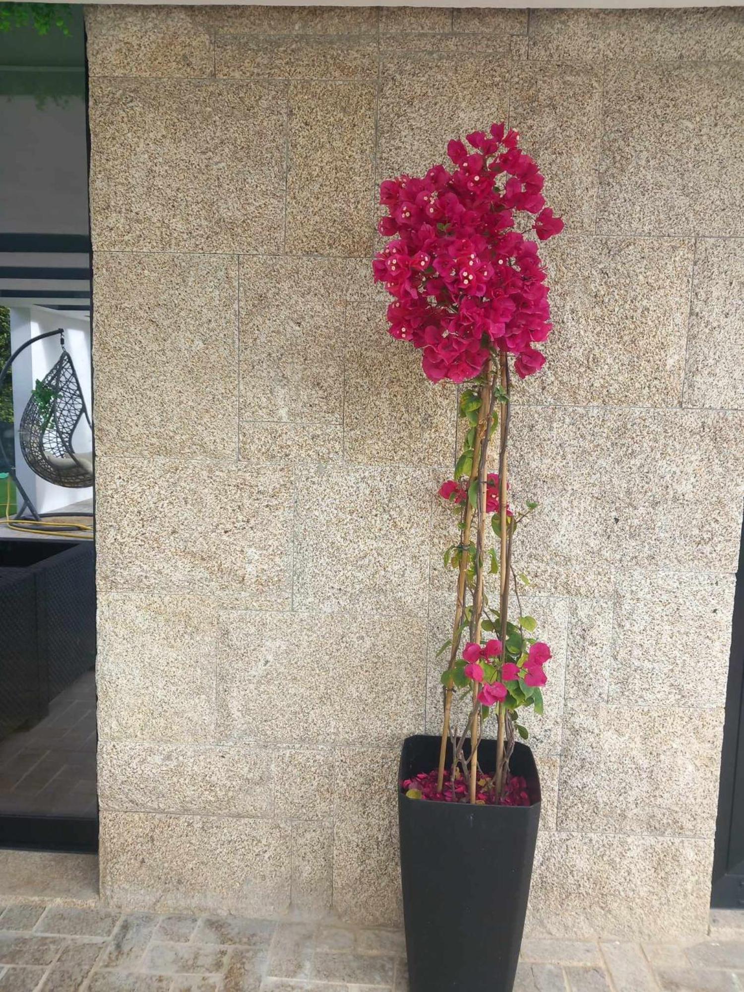 Casa De Silvares سيلوريكو دي باستو المظهر الخارجي الصورة